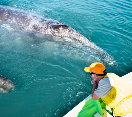 cabo 2 day grey whale van tour