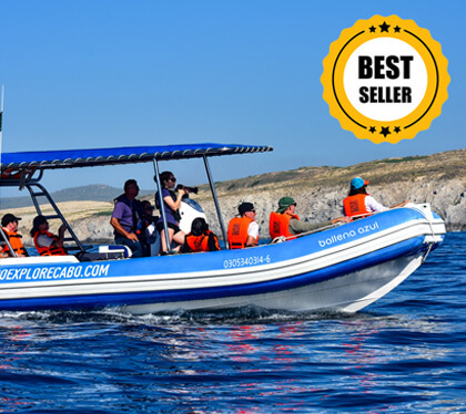cabo zodiac whale tour boat