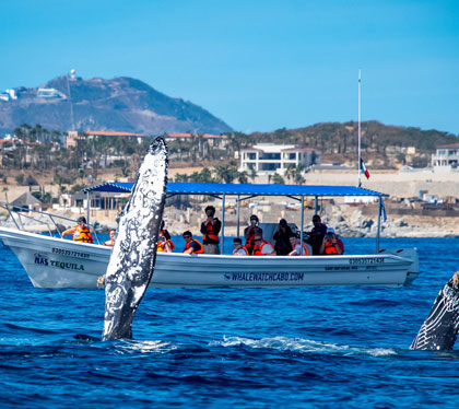 cabo private whale watching tour