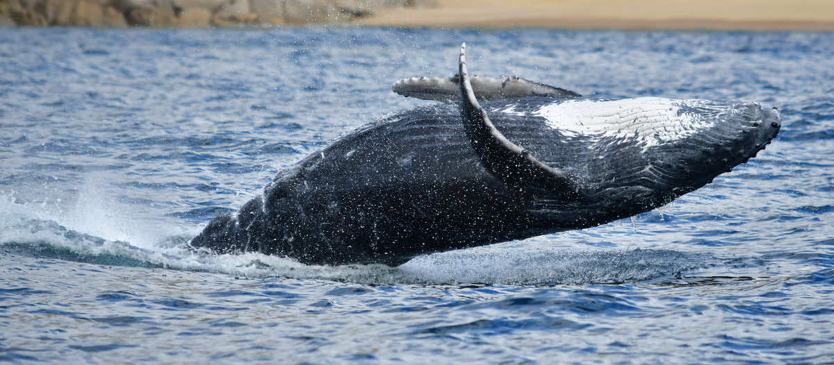 cabo private tour whale sightning
