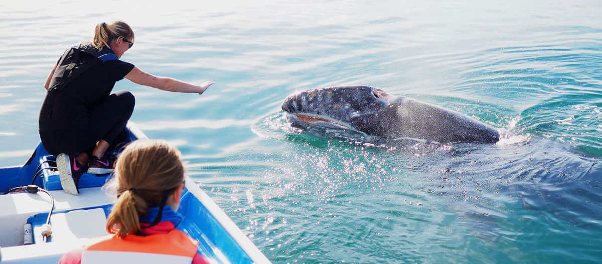 magdalena bay gray whale sighting