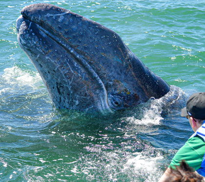 gray whale at puerto chale