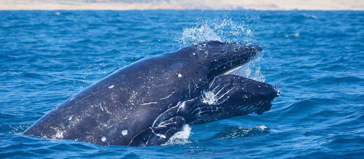 cabo whale sightning